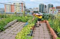 Статья Как развести огород на крыше многоэтажки Недвижимость